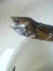 台山黄鳝饭的做法第3步